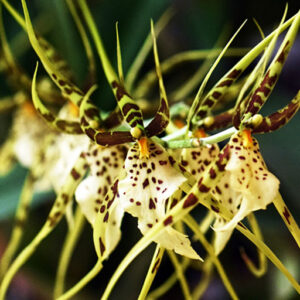 brassia