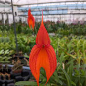 masdevallia