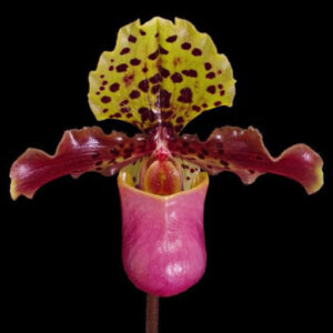 paphiopedilum