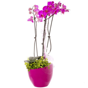 Home birdnest japanese