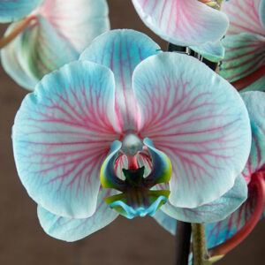 phalaenopsis