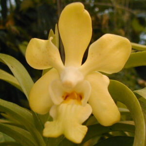 vanda