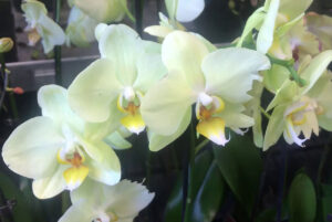 mnogo orchids 2