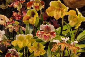 mnogo orchids