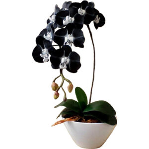 Home birdnest japanese