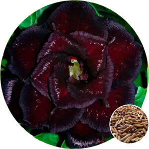 Адениум Обесум Черный гриб (Adenium Obesum Black Mushroom)